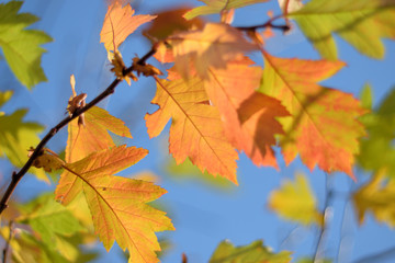 Fototapeta na wymiar Autumn colors closeup