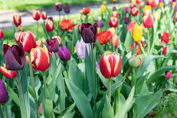  Blooming flowers of colorful tulips on a park spring meadow.