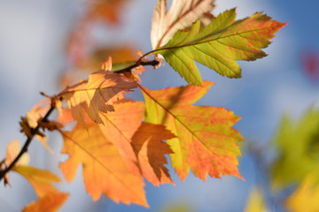 Autumn colors closeup