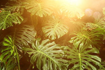 tropical monstera leaf texture, foliage nature green background. © tomertu