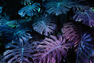 Ultra Violet background effect made of monstera tropical leaves. © tomertu