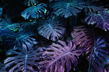 Naklejka na ściany i meble Ultra Violet background effect made of monstera tropical leaves.