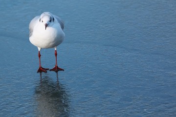 Möwe
