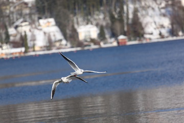 Möwe