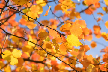 Autumn colors closeup