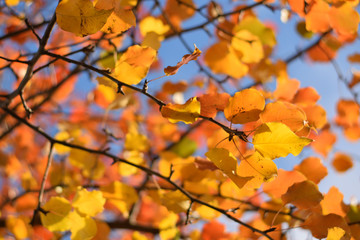 Autumn colors closeup