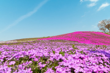 東京ドイツ村の芝桜