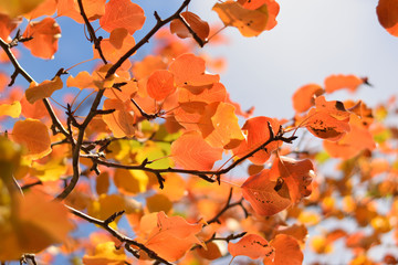 Autumn colors closeup