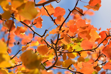 Autumn colors closeup