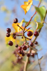 Autumn colors closeup