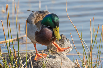 male mallard duck (anas platyrhynchos) resting on a trunk
