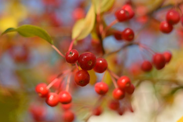 Autumn colors closeup