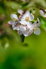 Beautiful spring apple blossom