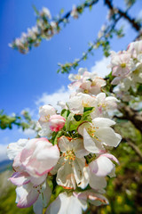 Beautiful spring apple blossom