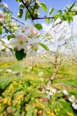 Beautiful spring apple blossom