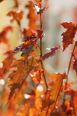 Autumn colors closeup