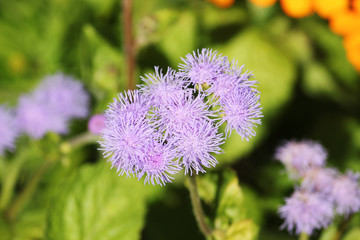 Flower in garden at sunny summer or spring day