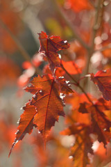 Autumn colors closeup
