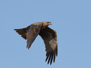 Black kite (Milvus migrans)