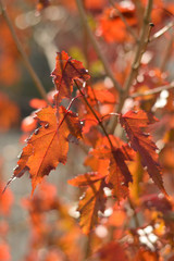 Autumn colors closeup