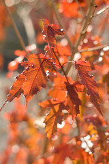 Autumn colors closeup