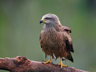 Black kite (Milvus migrans)