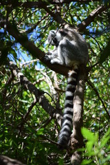 ring tailed lemur