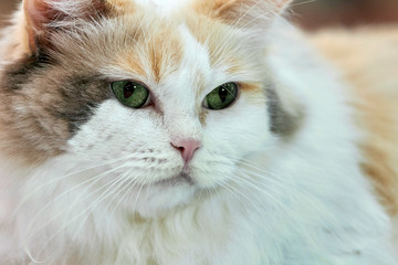 close-up of a cat with green eyes