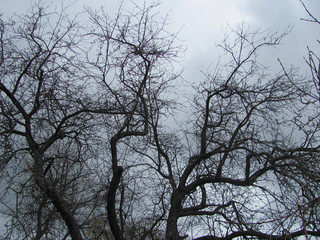 Bare tree branches on a gray clouds background