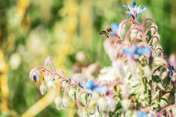 Plantas  © rrenis2000