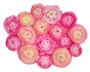 Spring flowers. Pink ranunculus flowers isolated on a white background. Beautiful buttercup Bouquet