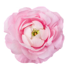 Pink spring flower isolated on a white background. Beautiful Ranunculus flower for wedding invitations, greeting Valentine’s Day card.