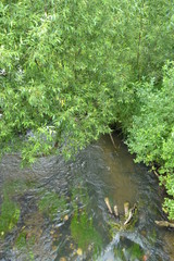 Obraz premium stream in the forest