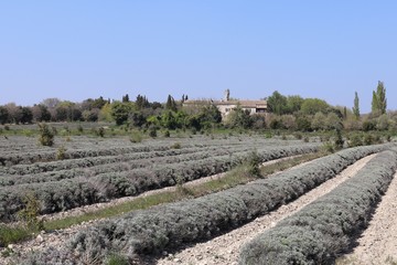 Champ de lavande à Grignan - Drôme Provençale