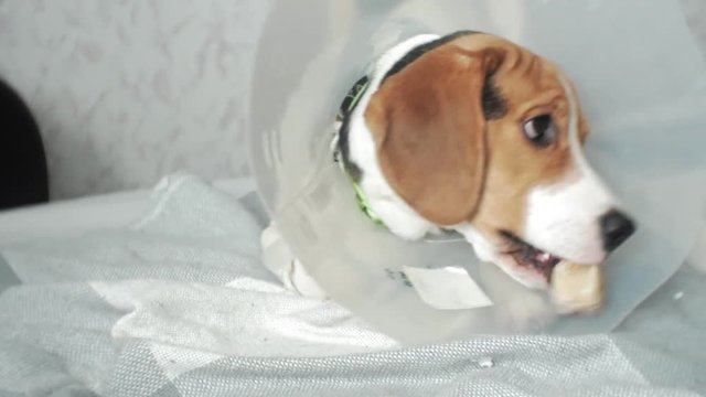 beagle dog in a protective collar, sick