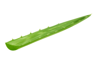 Aloe vera, slice, isolated on white background, clipping path, full depth of field