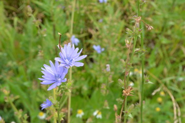 blue flower on green background