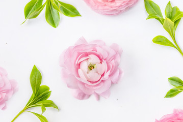  Flower Background.  Soft Pink Ranunculus flowers with green leaves. Summer floral card. Flat lay