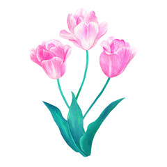 Bouquet of three pink tulips with green leaves in pastel colors. Hand drawn watercolor illustration. Isolated on white background.