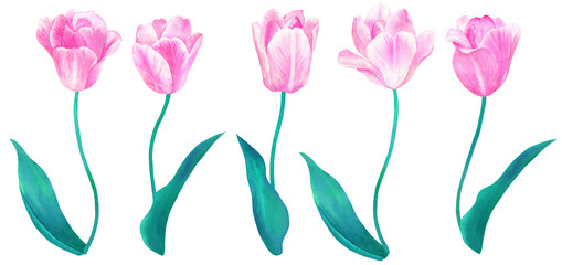 Set of pink tulips with stems and leaves. Elements for design in pastel colors. Hand drawn watercolor illustration. Isolated on white background.