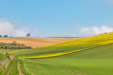 Obraz premium Farmland in the South Downs in Sussex, on a sunny spring day
