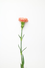 아름다운 봄 꽃, 리빙코랄 컬러 카네이션,안개꽃,장미