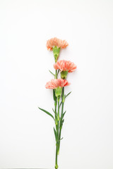 아름다운 봄 꽃, 리빙코랄 컬러 카네이션,안개꽃,장미