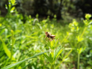 ヒシバッタ grasshopper