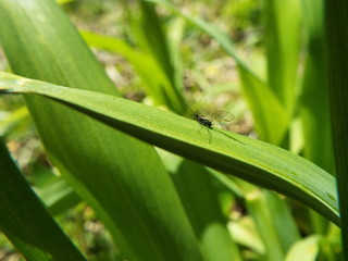 アブラムシ aphid
