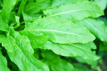 Fototapeta premium Fresh organic sorrel leaves pattern background for salad or soup. Green sour sorrel foliage texture source of folic acid