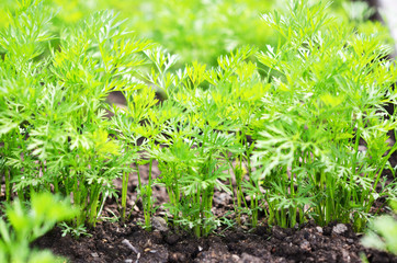 .Young carrot tops, growing vegetables in the open ground on fertile soil, the concept of...