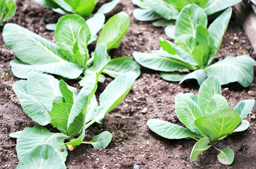 .Closeup top view of fresh green cabbage. Organic cabbage vegetable food in field garden, cabbage in the garden.