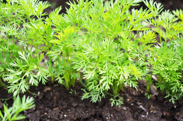 .Young carrot tops, growing vegetables in the open ground on fertile soil, the concept of agriculture and farms.
