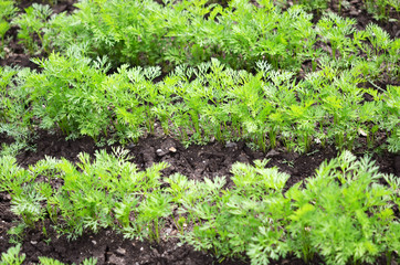 .Young carrot tops, growing vegetables in the open ground on fertile soil, the concept of agriculture and farms.